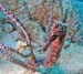 seahorse1231124