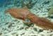 squid1344