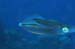 squid0287