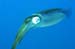 squid4298