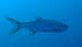 tarpon97